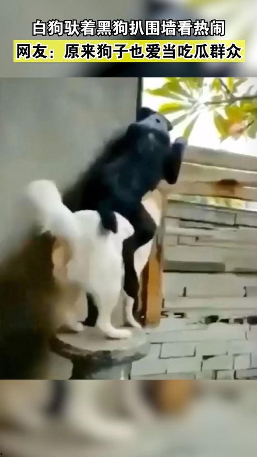 吃瓜狗人合体,揭秘跨界融合的奇妙之旅