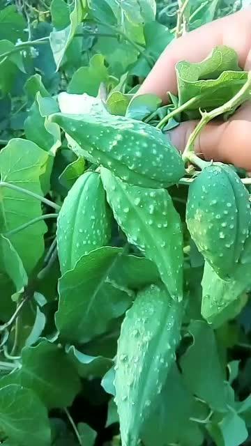 老瓜瓢吃,老瓜瓢的奇妙食旅记