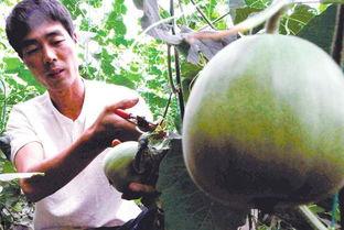 垣曲县吃瓜事件,一场引发社会关注的网络风波揭秘