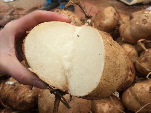 晚上吃土瓜好吗,健康美味两不误