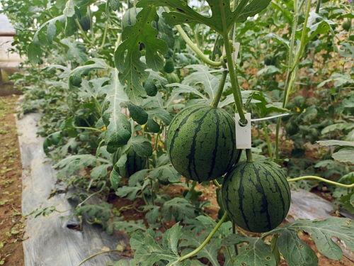 小惹吃瓜,揭秘娱乐圈那些不为人知的幕后故事