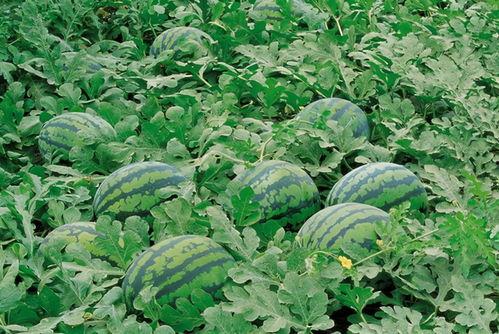 田间吃瓜拍照图片真实,镜头下的夏日田园风情