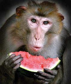 吃瓜大圣后续,揭秘娱乐圈背后的秘密与真相