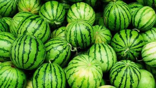 云南农职吃瓜,瓜果飘香，欢乐满园