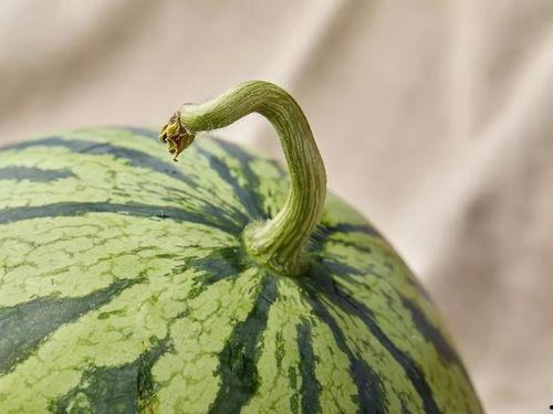 上海吃瓜的胖子,揭秘都市美食背后的故事