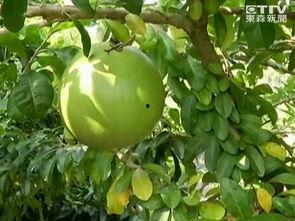 树瓜咋吃,树瓜的多样食用方法与美味探索