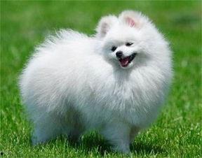 博美犬可以吃蜜瓜,蜜瓜的甜蜜诱惑