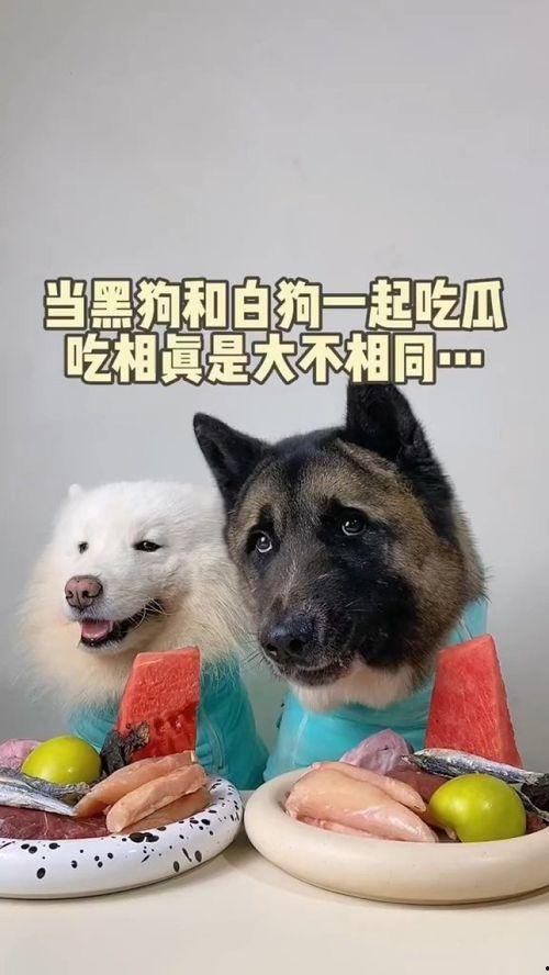 萌宠吃瓜图片,共享欢乐时光