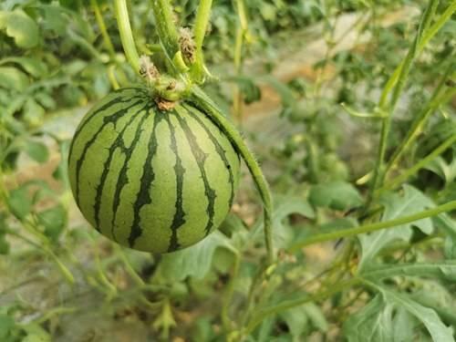 吃红色瓜,尽享夏日美味时光