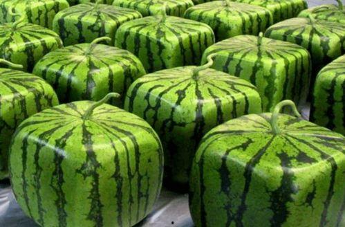 中国冠军吃瓜,揭秘中国冠军的吃瓜传奇