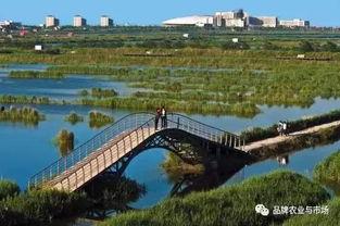 曹妃甸湿地吃瓜,瓜果飘香的自然乐园