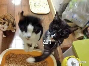 吃瓜猫事件,揭秘网络舆论的狂欢与反思