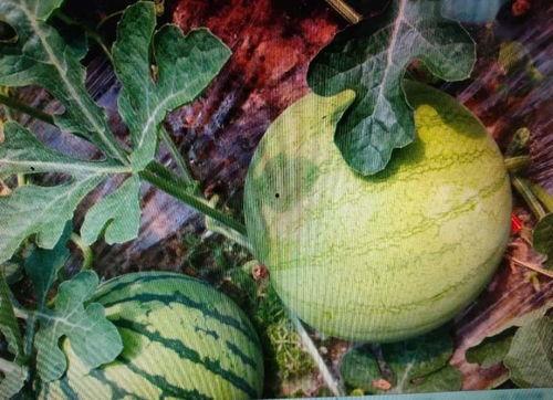 长视频吃瓜,揭秘长视频吃瓜背后的娱乐真相