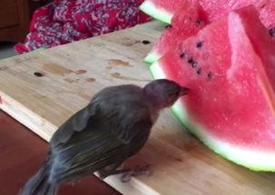 普通小鸟吃瓜,小鸟的瓜田奇遇记