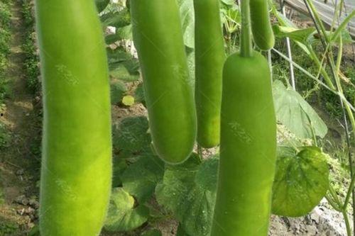 吃瓠瓜致癌,瓠瓜致癌真相与食用安全指南