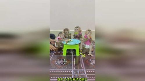 搞笑吃瓜变猴