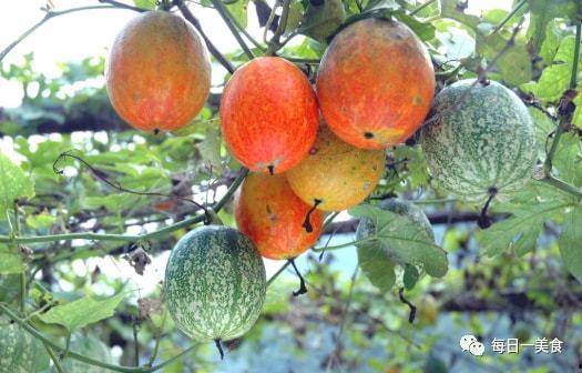 吊瓜都能怎么吃,探索吊瓜的多样美味