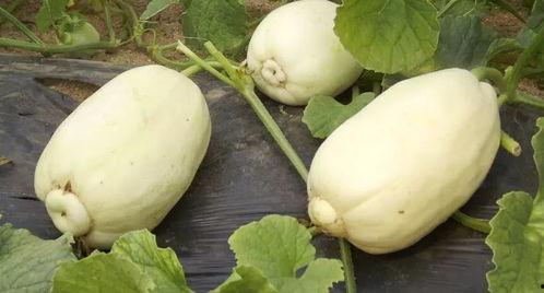 大瓜小瓜怎么吃,美味吃法大揭秘