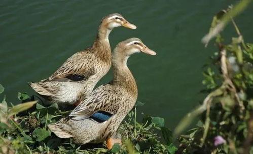 瓜哥吃瓜不补全鸭子,揭秘不补全鸭子的背后真相