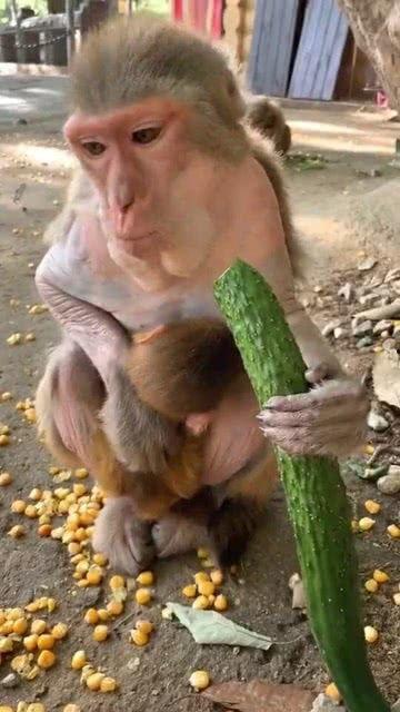 猴子怎么吃瓜,灵长类动物的天然美食探索