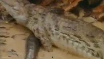 吃瓜群众鳄鱼视频
