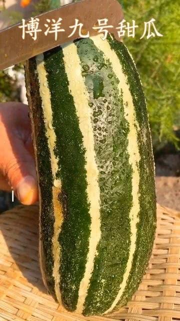 什么瓜可以熟吃,揭秘熟吃瓜果的奥秘与营养