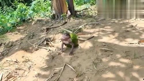 猴子吃瓜和瓜皮,奇趣生态现象揭秘