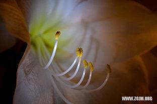 孕妇梦到摘瓜吃,摘瓜食果的寓意与启示