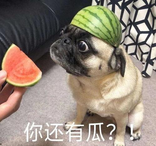 抖音吃瓜在哪看,带你一探究竟