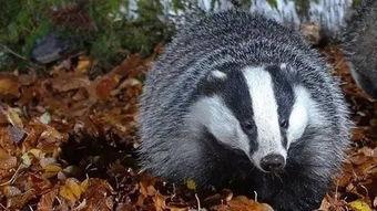 狍子找瓜吃,跟随野生狍子探寻瓜果的秘密